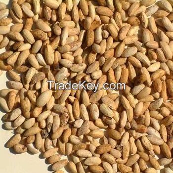 Quality and Sell Fenugreek Seed ,premium quality gamut of Fenugreek Seed for sale