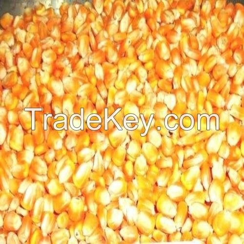Quality and Sell High-Quality Hot Sale Non-Gmo Feed Grade Corn Protein Meal / Zein / Corn Gluten 
