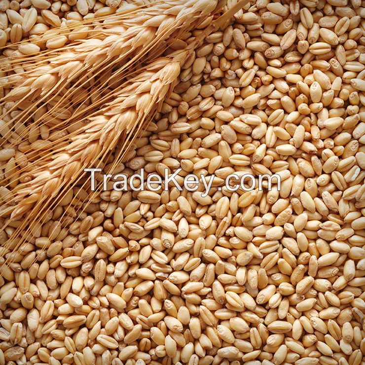 Quality and Sell instant natural flakes and groats from oat, corn, barley, wheat