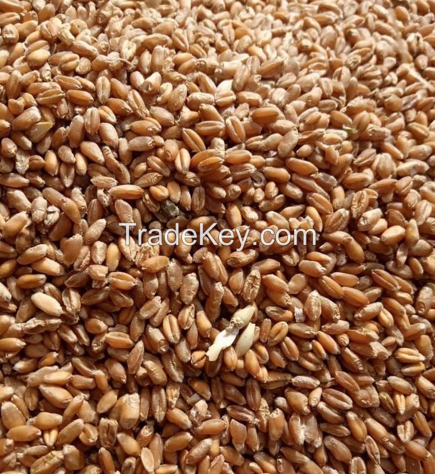 Quality and Sell Milling wheat 11.5% Ukraine origin containers shipment