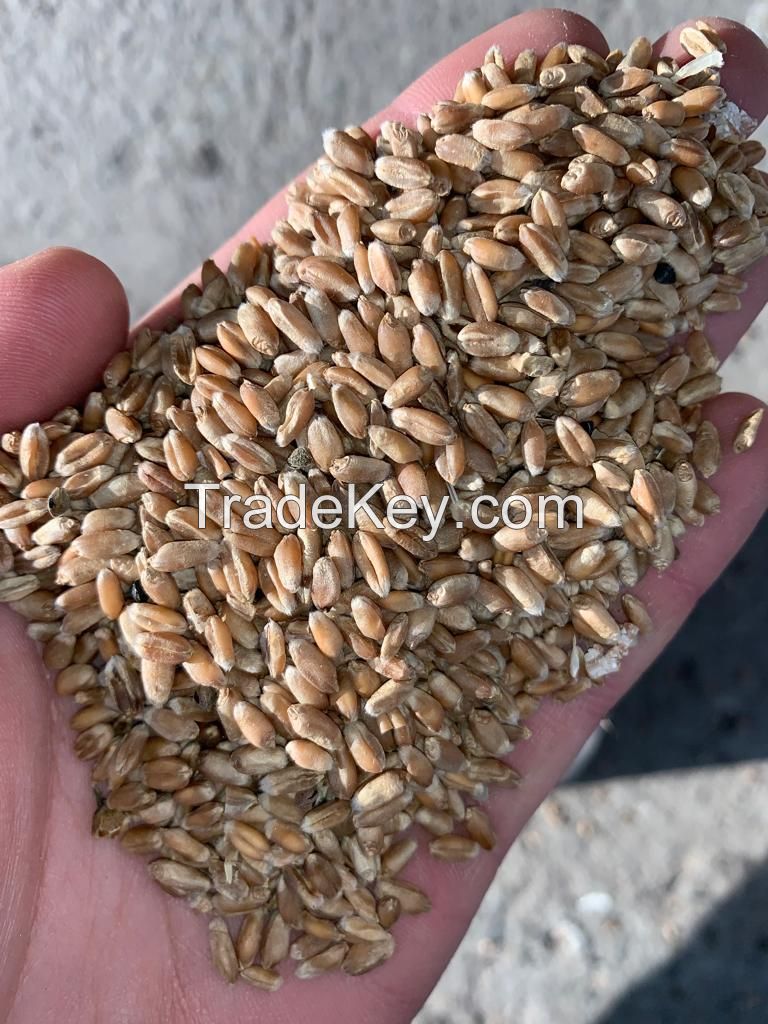 Quality and Sell Milling wheat 11.5% Ukraine origin containers shipment