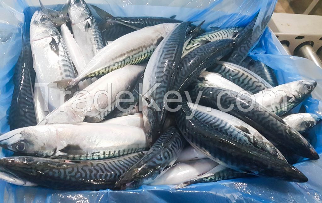 Quality and Sell Seafood Fresh Frozen Red Tilapia Fish Red Snapper Tilapia Fish