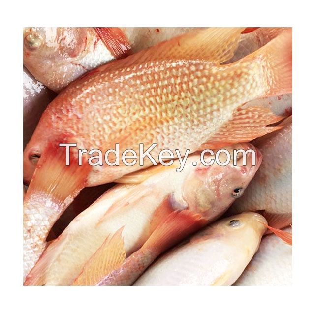 Quality and Sell Seafood Fresh Frozen Red Tilapia Fish Red Snapper Tilapia Fish