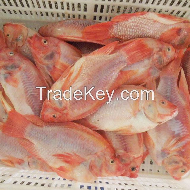 Quality and Sell Seafood Fresh Frozen Red Tilapia Fish Red Snapper Tilapia Fish
