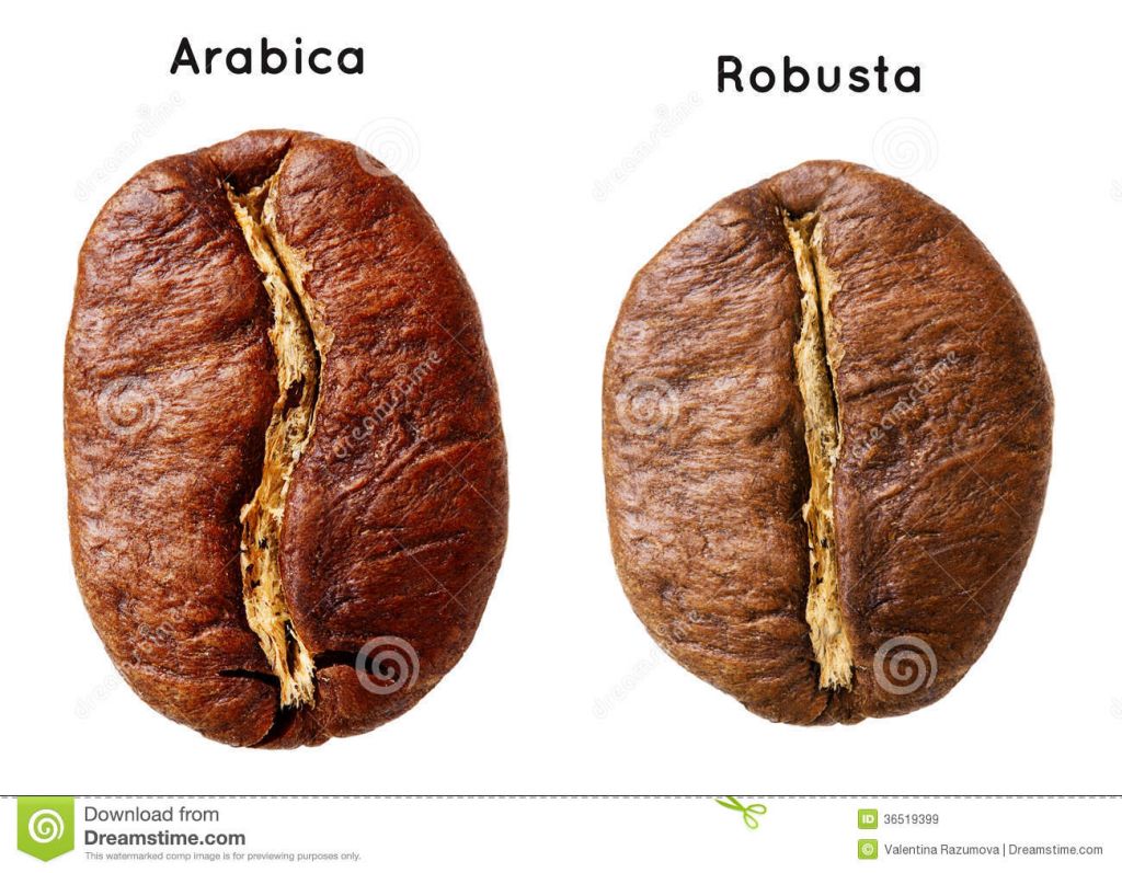 Quality and Sell High Quality Arabica coffee Beans/ Robusta Coffee Beans