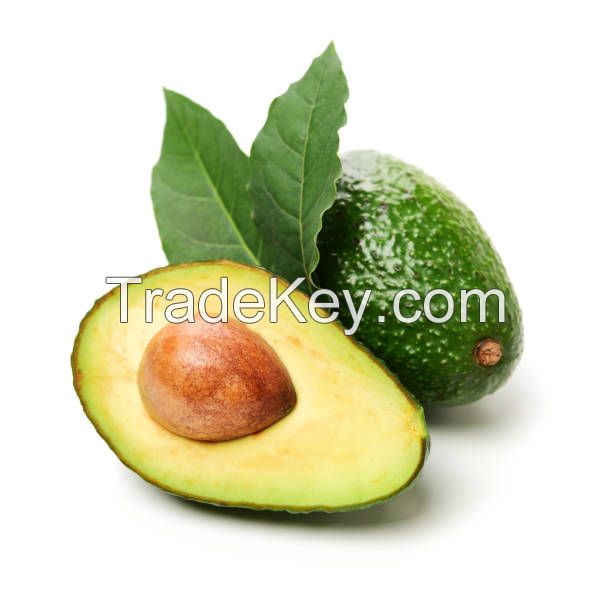Fresh Hass Avocado From Vietnam- High Quality and Best Price 2022 (HuuNghi Fruit)