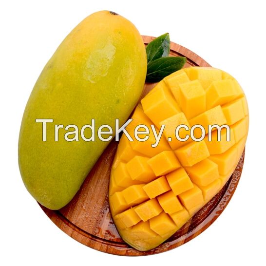 Fresh Cat Hoa Loc Mango From Viet Nam-High Quality, Stable Supply, Competitive Price (Huunghi Fruit)