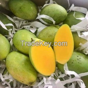 Fresh Keo Mango From Vietnam- High Quality Fresh Fruit 100% Natural Sweet (HuuNghi Fruit)