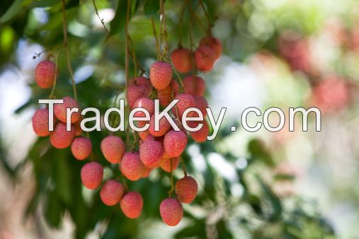 IQF Lychee - High Quality, Stable Supply, Competitive Price (HuuNghi Fruit)