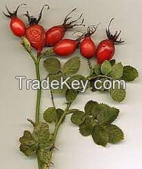 Pure Plant Extract Cosmetic Rosehip Essential