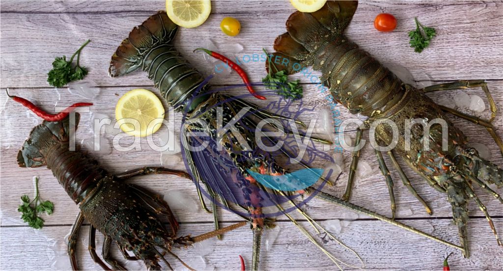 Live Spiny Lobster