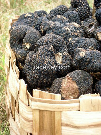 Tuber Aestivum, Black summer truffle