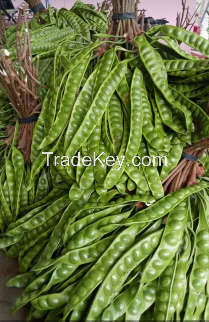 Hot Selling D'Petai Peeled, Produk Origin from Indonesia