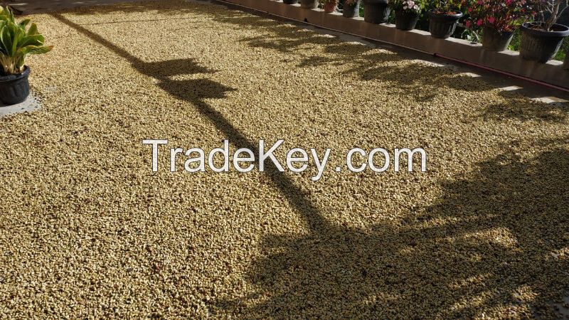 Aceh Gayo Arabica Coffee Green Beans - Organics & Fair Trade Certified