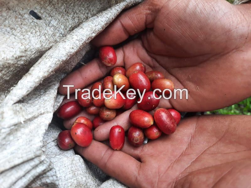 Aceh Gayo Arabica Coffee Green Beans - Organics & Fair Trade Certified