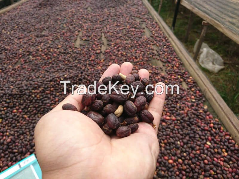 Sumatra Koerintji Arabica Coffee Green Beans - Organics