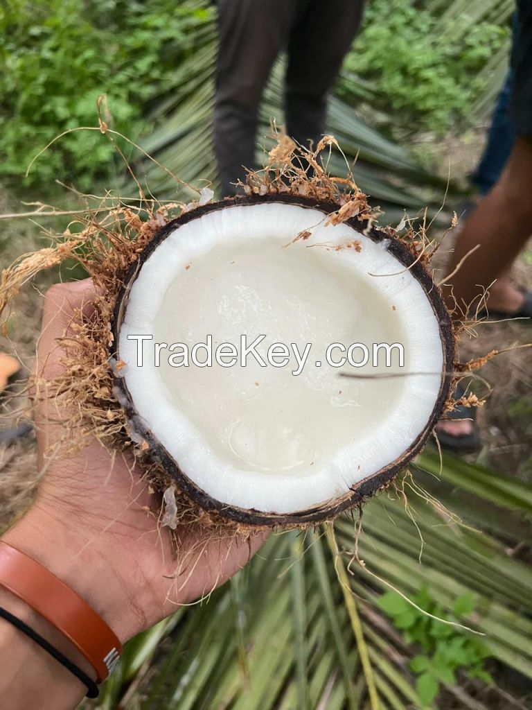Semi Husked Coconut , Charcoal , Shell Coconut , Copra