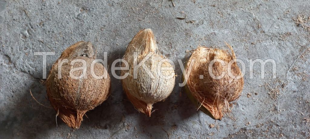 Mature Coconut