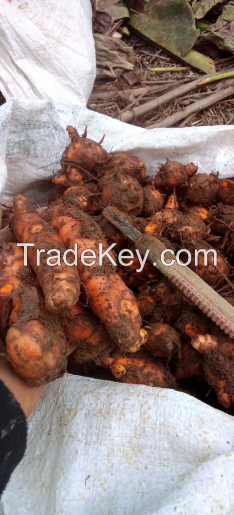 Turmeric