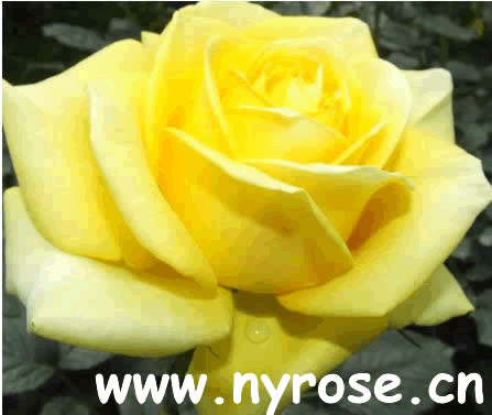 graceful cut-flower rose