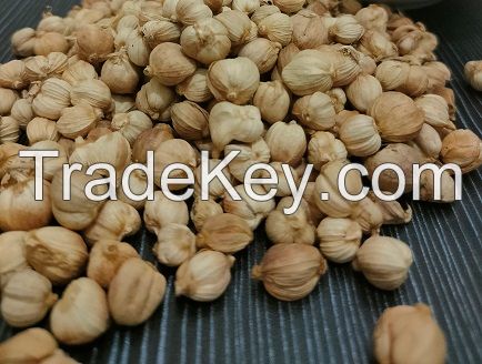 cardamom