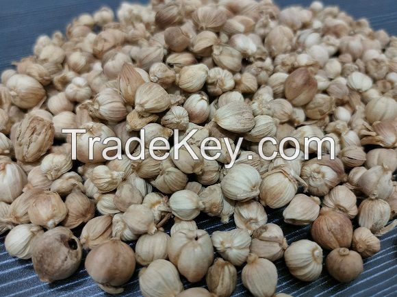 cardamom 