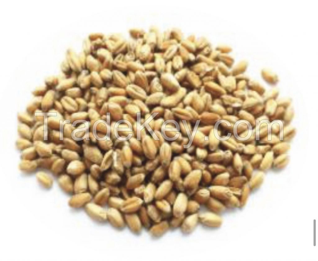 Russian Wheat