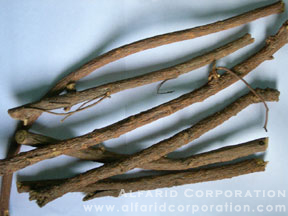 Botanical Herbs - Dried Licorice or Liquorice Roots Longsticks