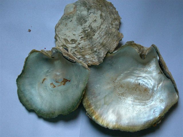 Mother of Pearl (MOP) Shells