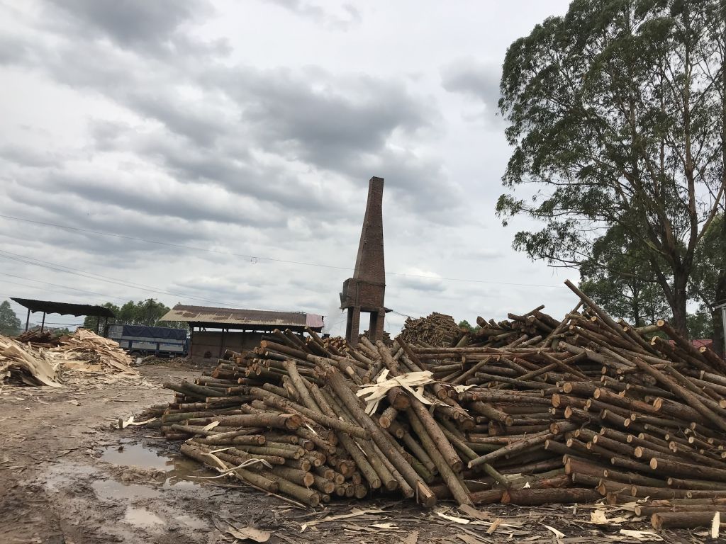 veneer pine wood, acacia wood, eucalyptus wood