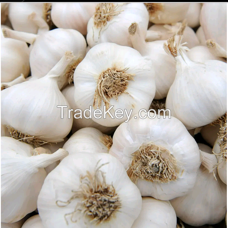 Fresh Garlic