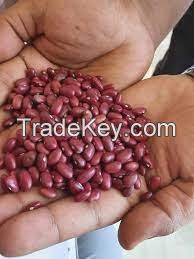 Red Kidney Bean, Gojam Type