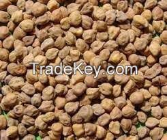 Chick peas, Shewa Type