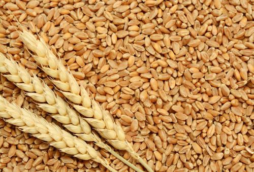 wheat,