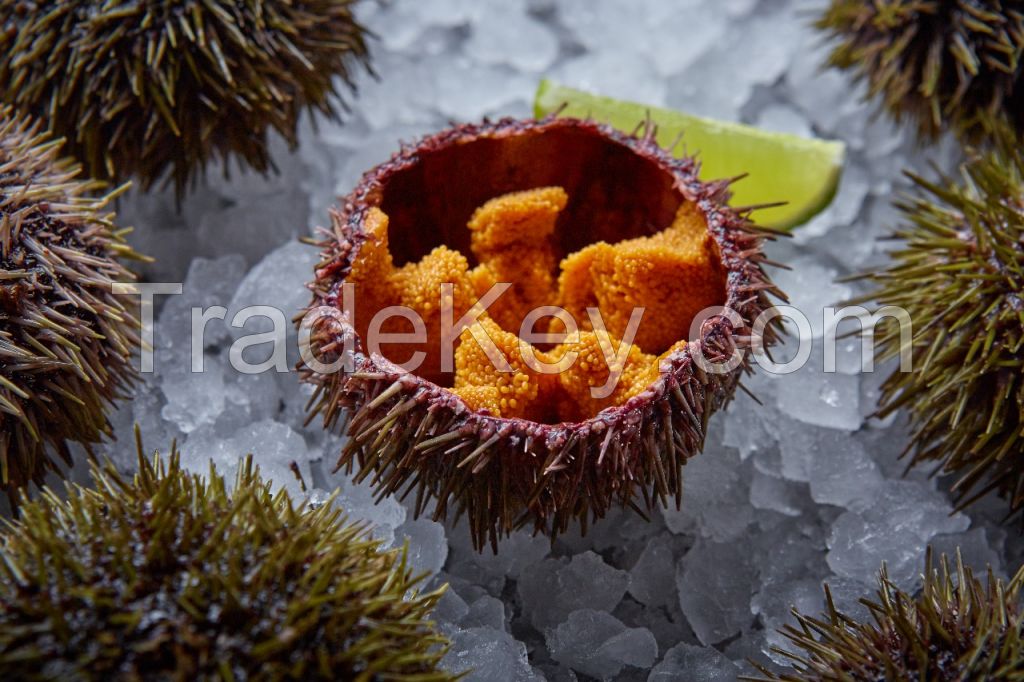 Fresh-caught Sea Urchins