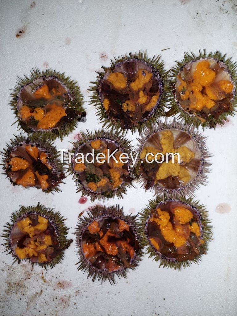 Fresh-caught Sea Urchins