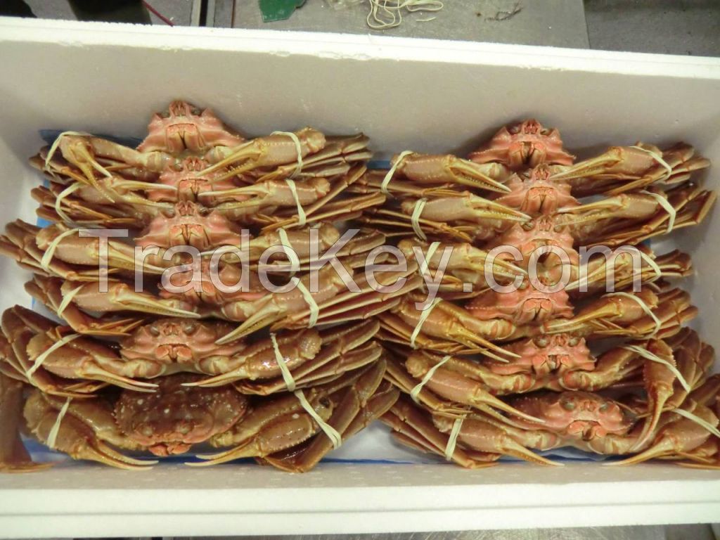 Live King Crab