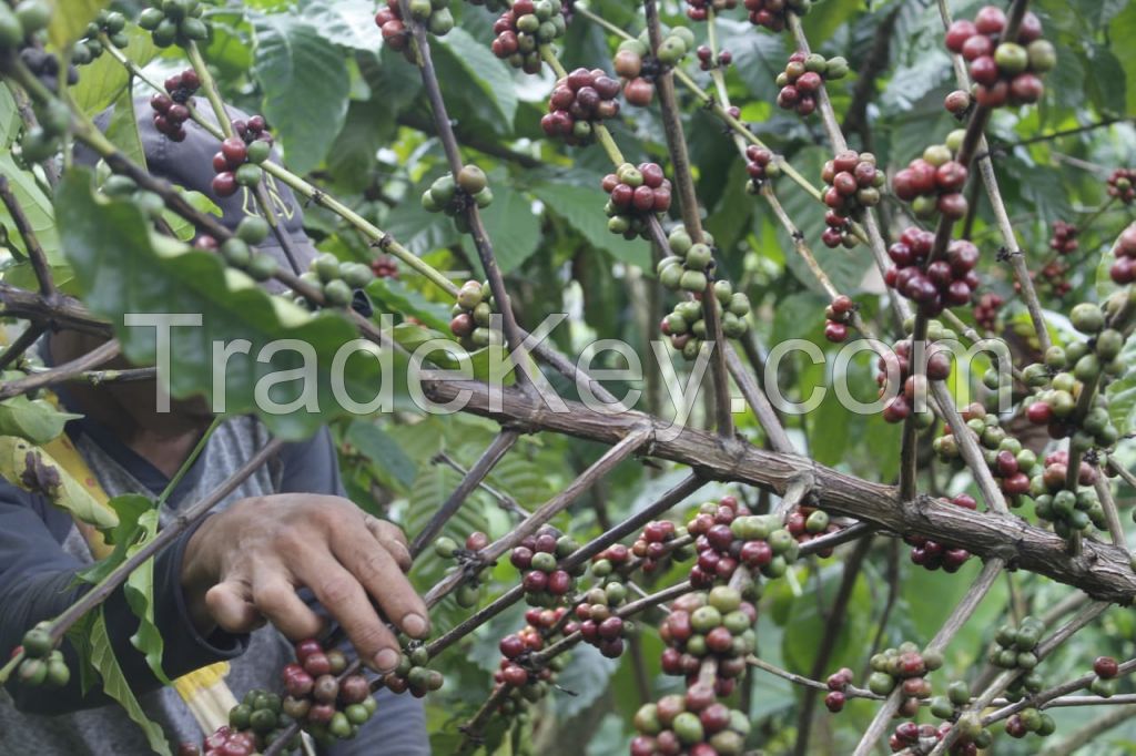 Robusta Green Coffee Indonesia Single Origin