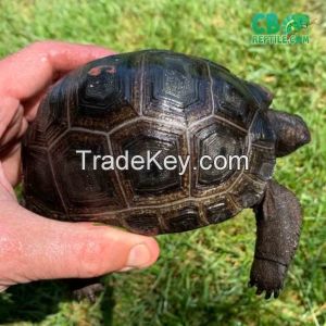 Tortoises for sale | baby turtles for sale | tortoise breeders