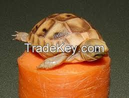 Tortoises for sale | baby turtles for sale | tortoise breeders