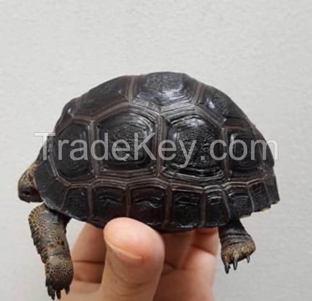 Tortoises for sale | baby turtles for sale | tortoise breeders