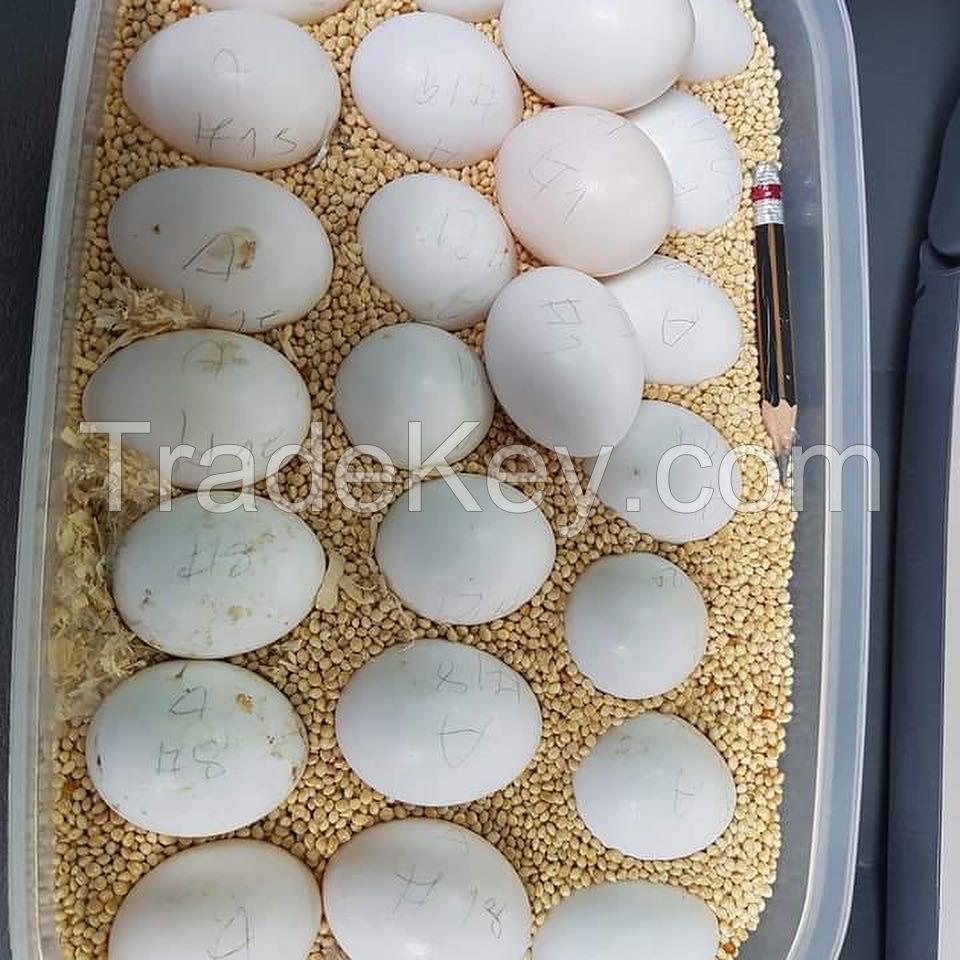 Bird Eggs For Hatching From Europe