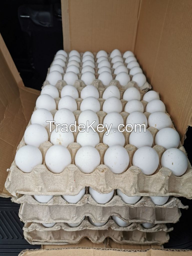 Grade A Fertilize and Table Chicken Eggs