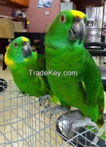 Pet Birds For Sale