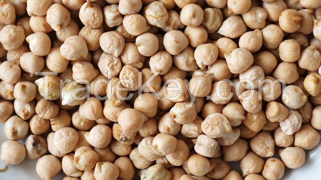 Chickpea