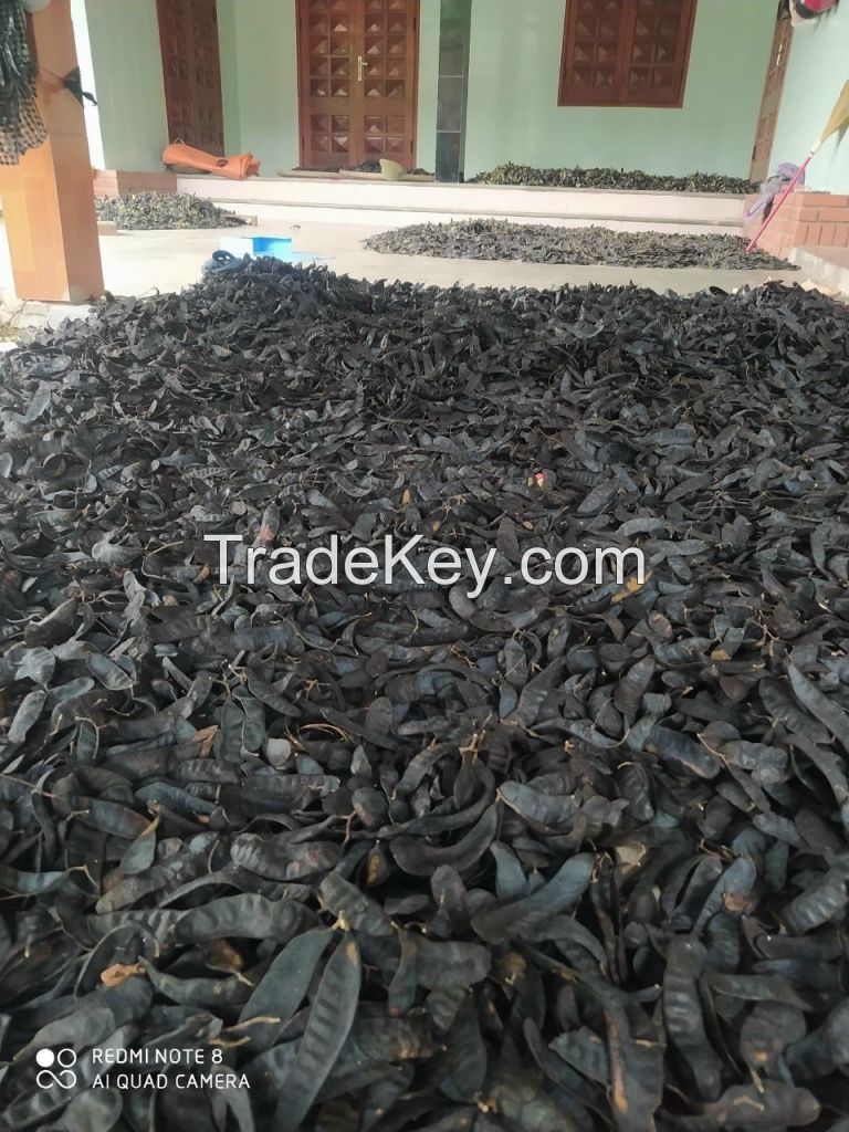 Honey Locust/ Dried Gleditsiae/Fructus Gleditschiae Vietnam High Quality Ms.Karina +84 39 979 4665