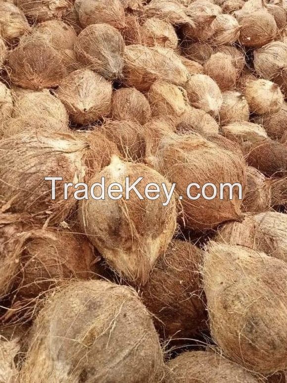 Fresh Dehusked Coconuts