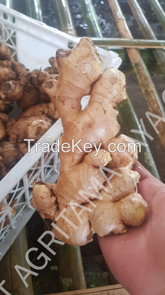 Fresh Ginger