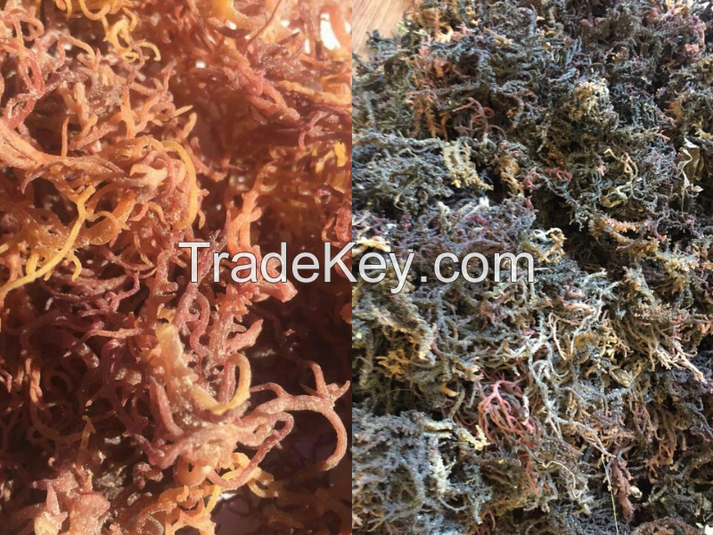 sea moss