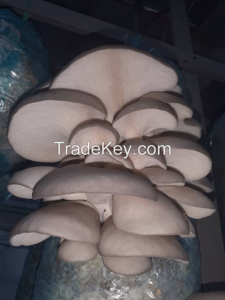 Dried Mushrooms, Fresh Mushrooms